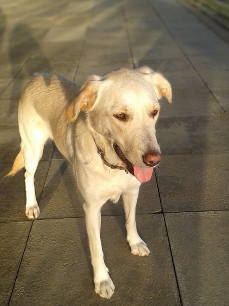 23-hundeschule-lottaleben-hundetraining-berlin-labrador-golden-retriever-mix-vita-in-abendsonne