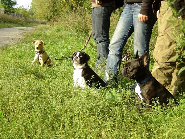 29-hundeschule-lottaleben-hundetraining-berlin-sitz-unter-ablenkung