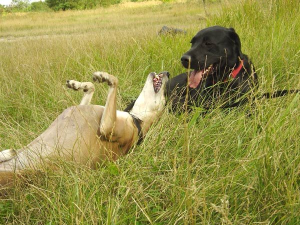 30-hundeschule-lottaleben-hundetraining-berlin-whippet-finn-und-labi-pepper