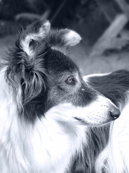 34-hundeschule-lottaleben-hundetraining-berlin-irischer-farm-collie-mama