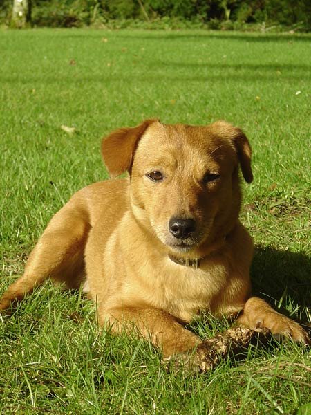 39-hundeschule-lottaleben-hundetraining-berlin-terrier-dackel-mischling-toffee