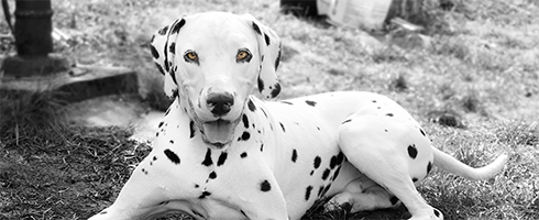 Hundeschule Lottaleben Hundetrainer Berlin Dalmatiner Bosse
