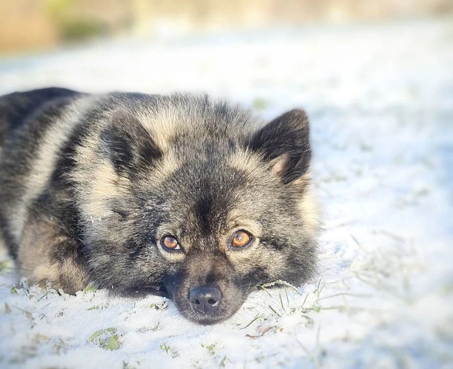 Hundeschule Lottaleben Hundetraining Kleinspitz Schnee