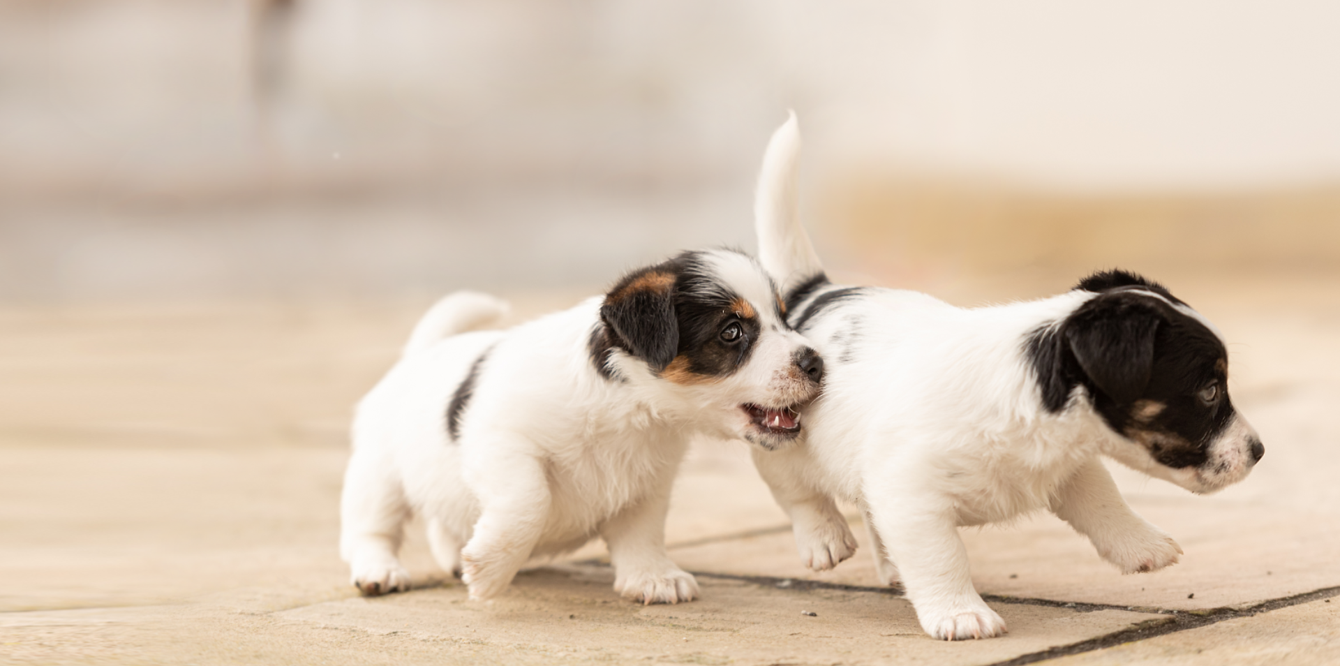 hundeschule-lottaleben-hundetrainer-berlin-jack-russel-welpen.png