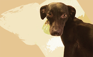 Hundeschule Lottaleben Hundetrainer Berlin Tierschutzhund Arianna