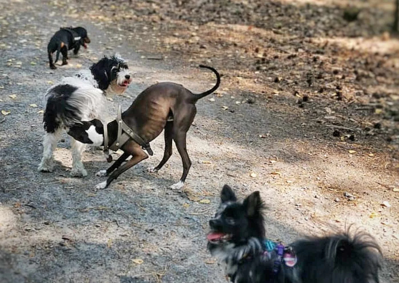 Hundeschule Lottaleben Hundetraining Berlin Social Walk fuer kleine Hunde