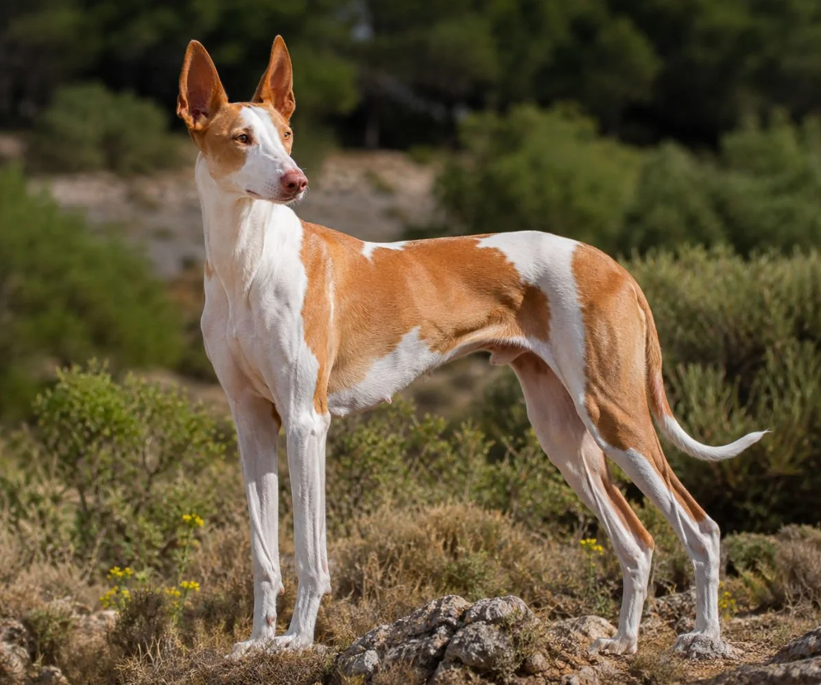 Hundeschule Lottaleben Hundetraining Podenco Ibicenco