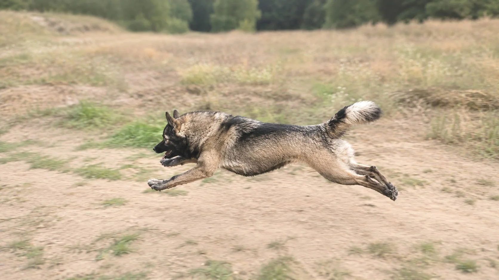 Hundeschule Lottaleben Hundetraining Kleinspitz Rennend
