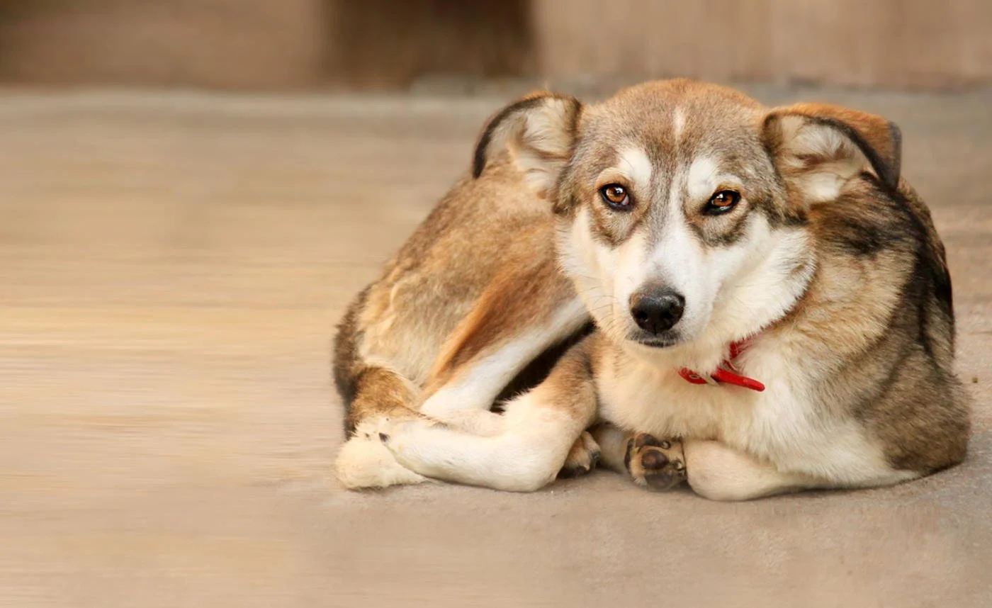 Hundeschule LottaLeben Hundetraining Berlin Kaufberatung