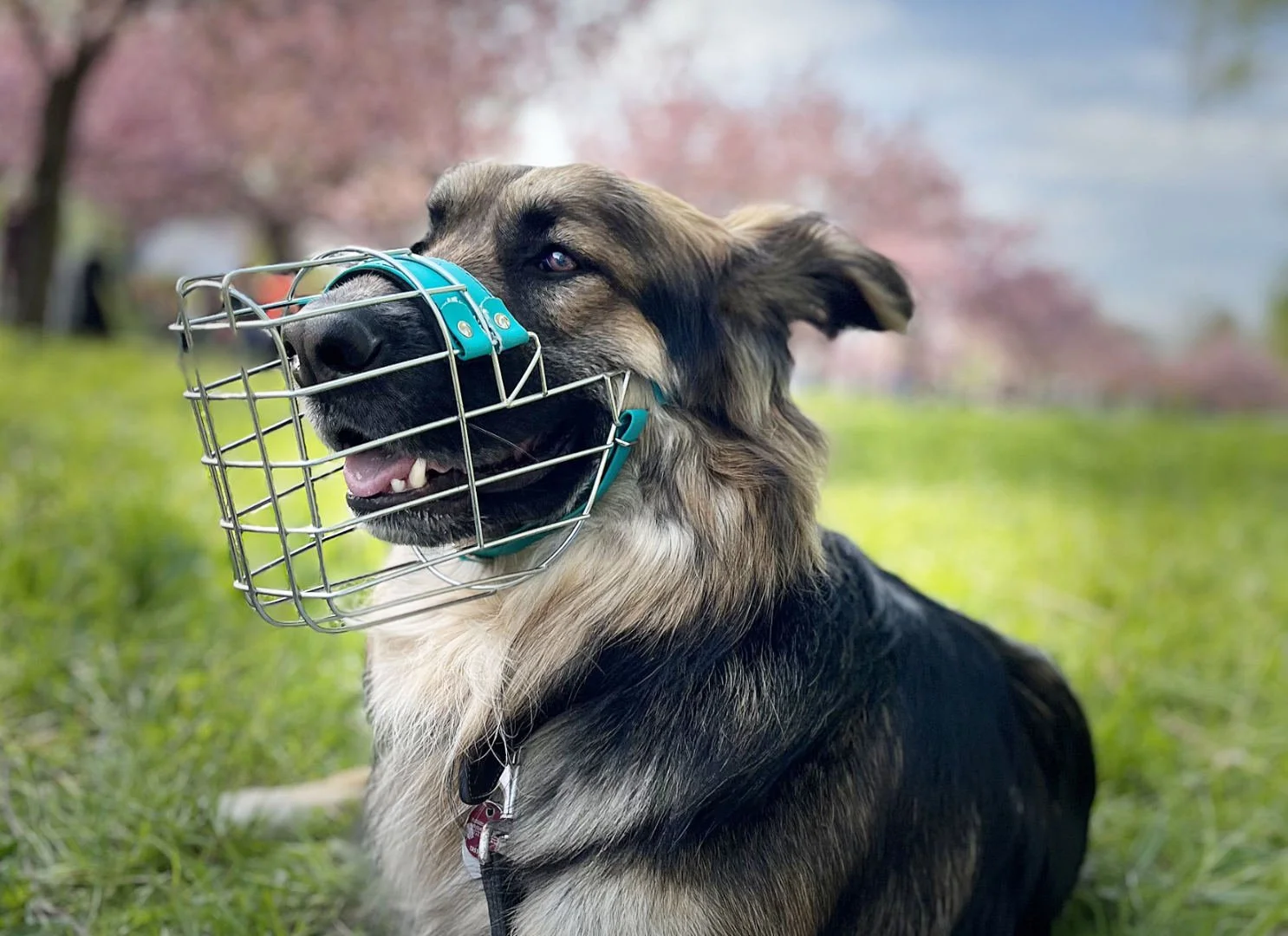 Hundeschule LottaLeben Hundetraining Berlin Hund Maulkorb.jpg