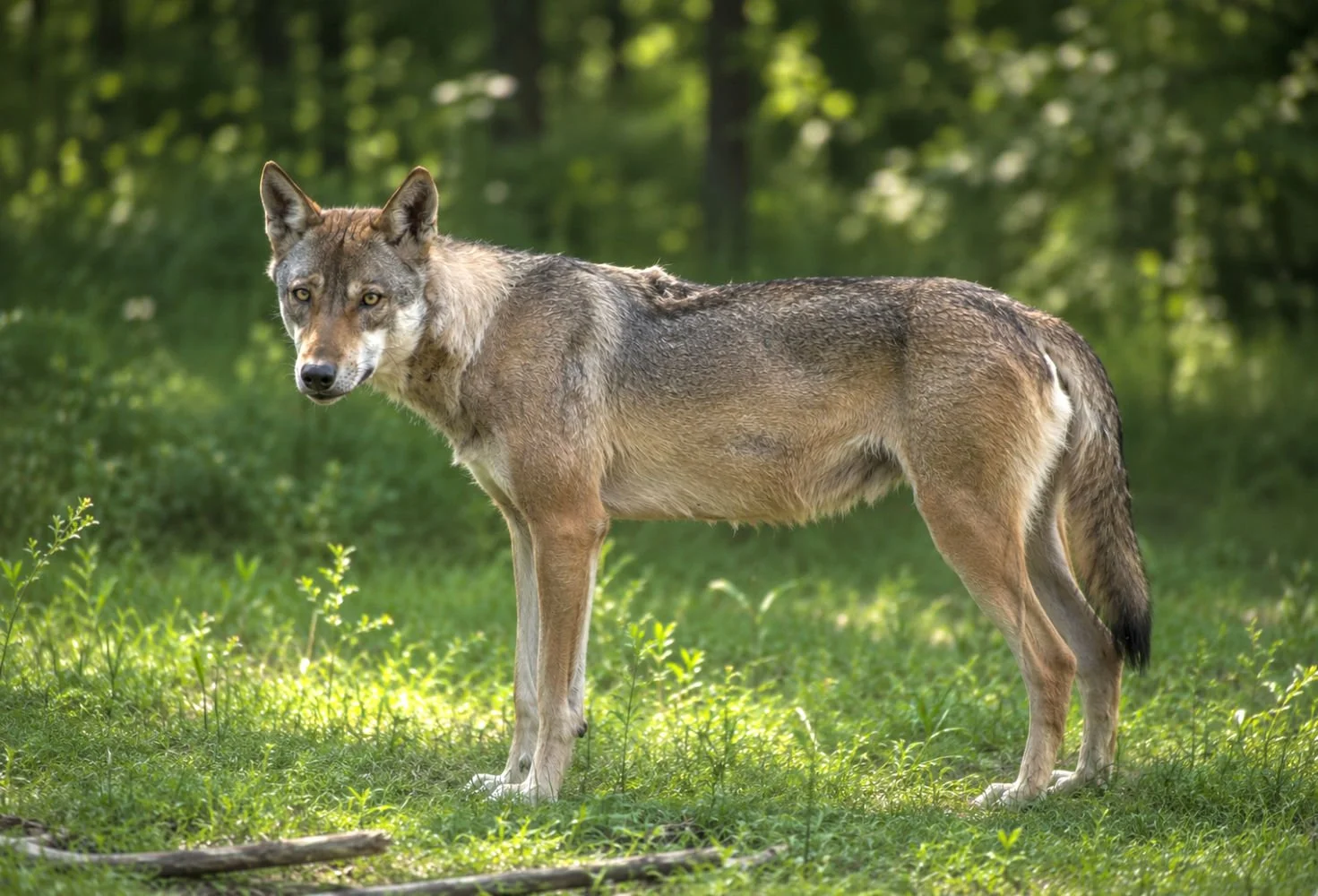 Hundeschule Lottaleben Hundetraining Europaeischer Wolf Sommerfell
