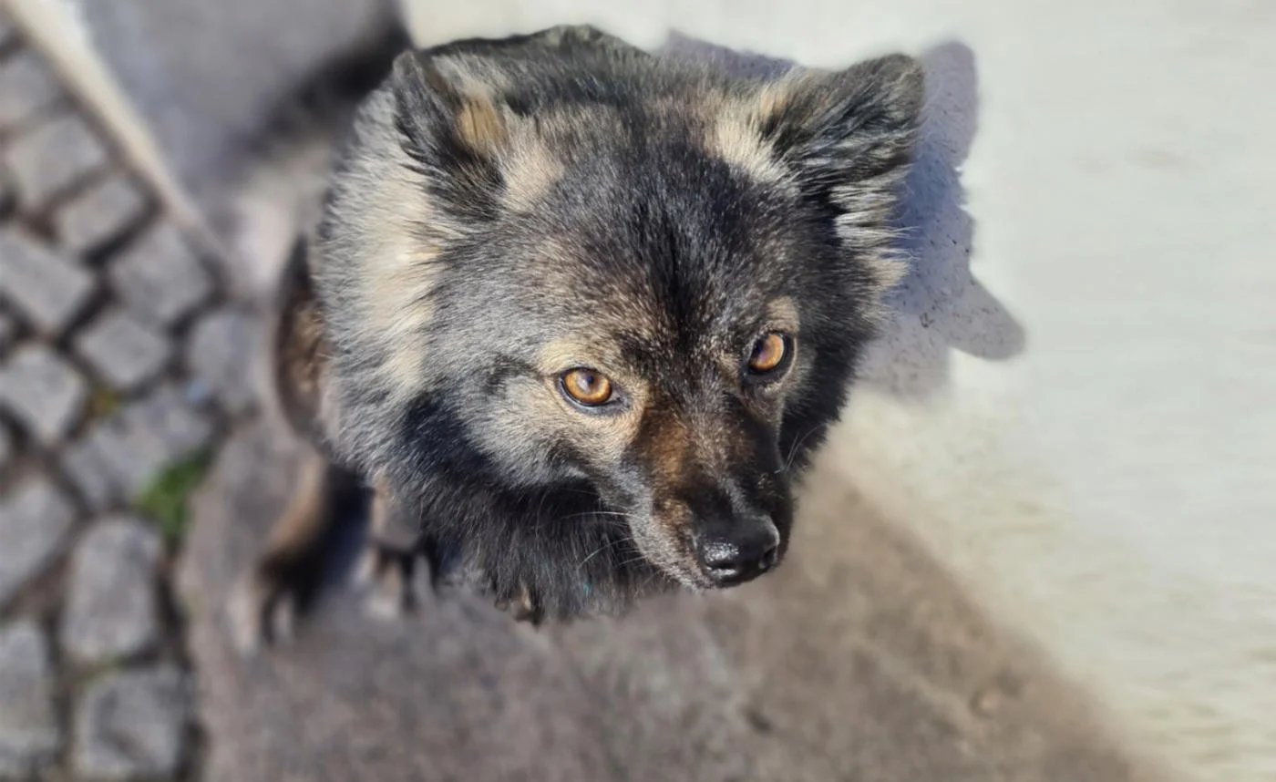 Hundeschule LottaLeben Hundetraining Berlin Online Kurzberatung