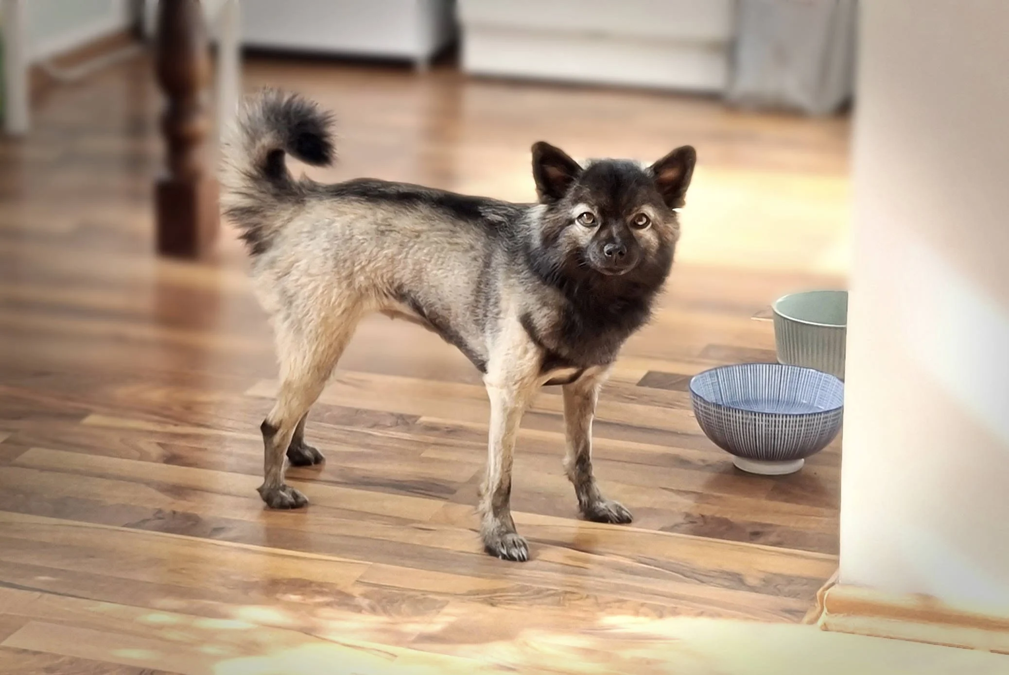 Hundeschule Lottaleben Hundetraining Kleinspitz Geschoren