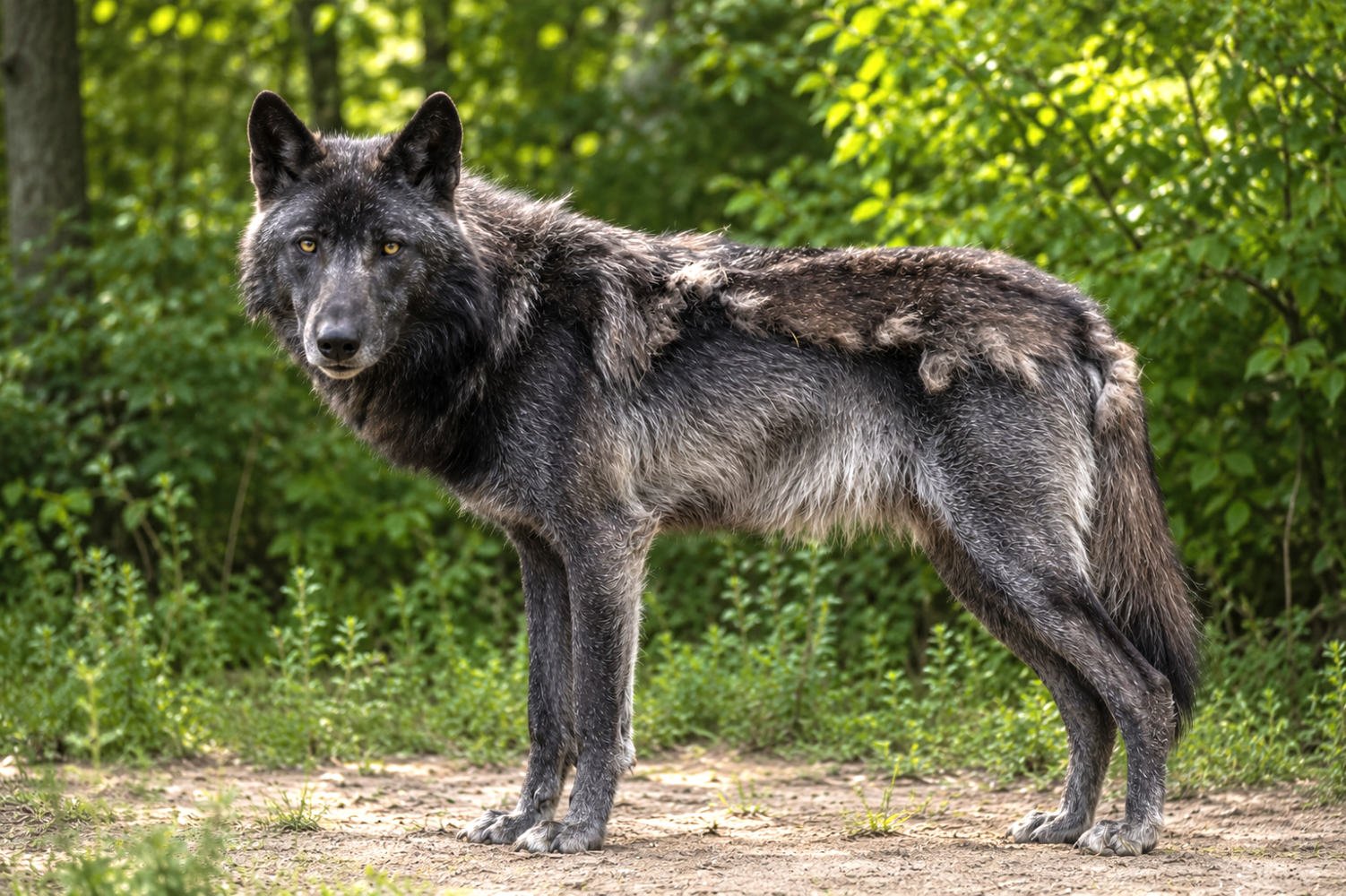 Hundeschule Lottaleben Hundetraining Timberwolf Fellwechsel