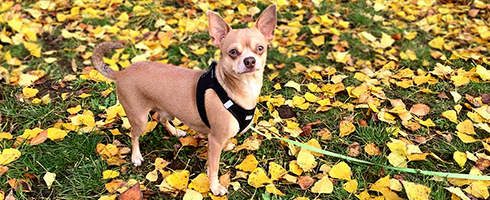 Hundeschule Lottaleben Hundetrainer Berlin Chihuahua Rio