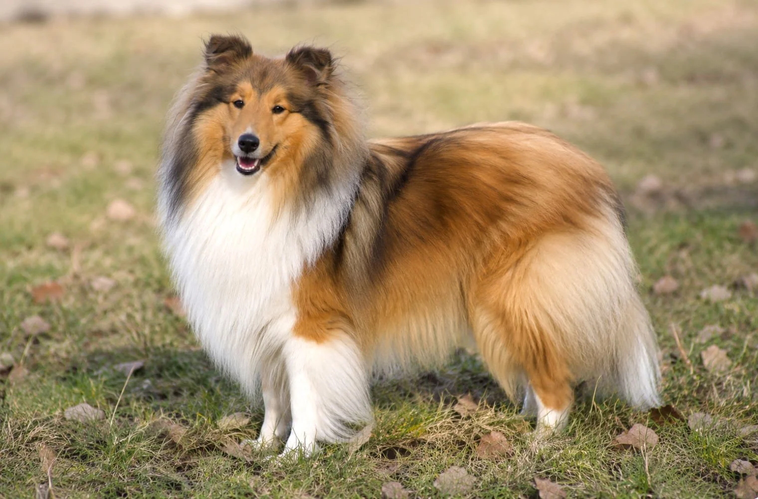 Hundeschule Lottaleben Hundetraining Modern Shetland Sheepdog Sheltie