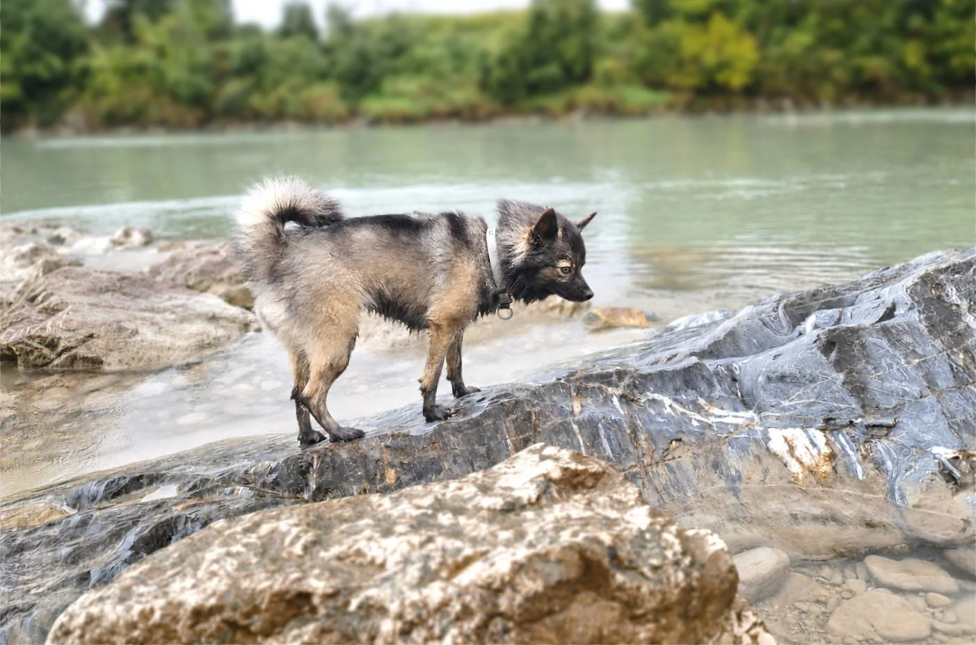 Hundeschule Lottaleben Hundetraining Kleinspitz Graugewolkt