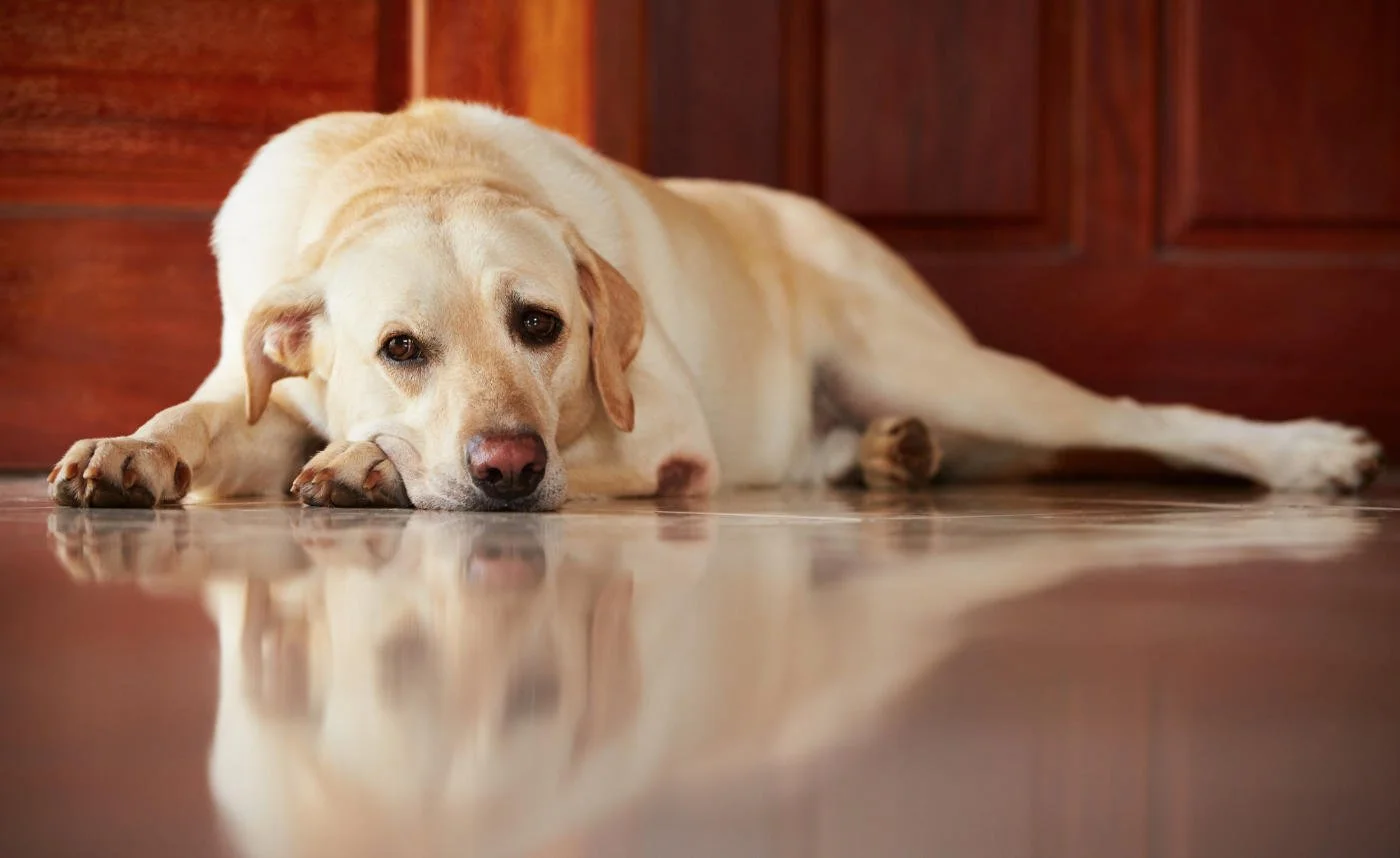 Hundeschule LottaLeben Hundetraining Berlin Trennungsstress
