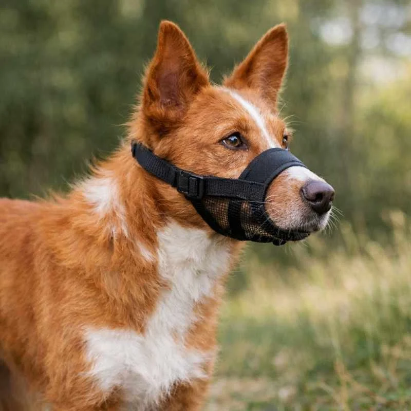 Hundeschule Lottaleben Hundetrainerin Berlin Maulschlaufe Stoffmaulkorb