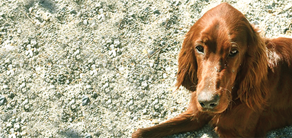 Hundeschule Lottaleben Hundetrainer Berlin Irish Setter Logan