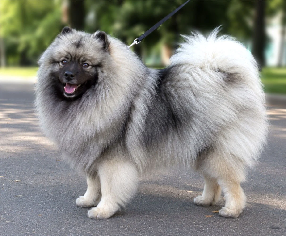 Hundeschule Lottaleben Hundetraining Keeshond Wolfssptiz