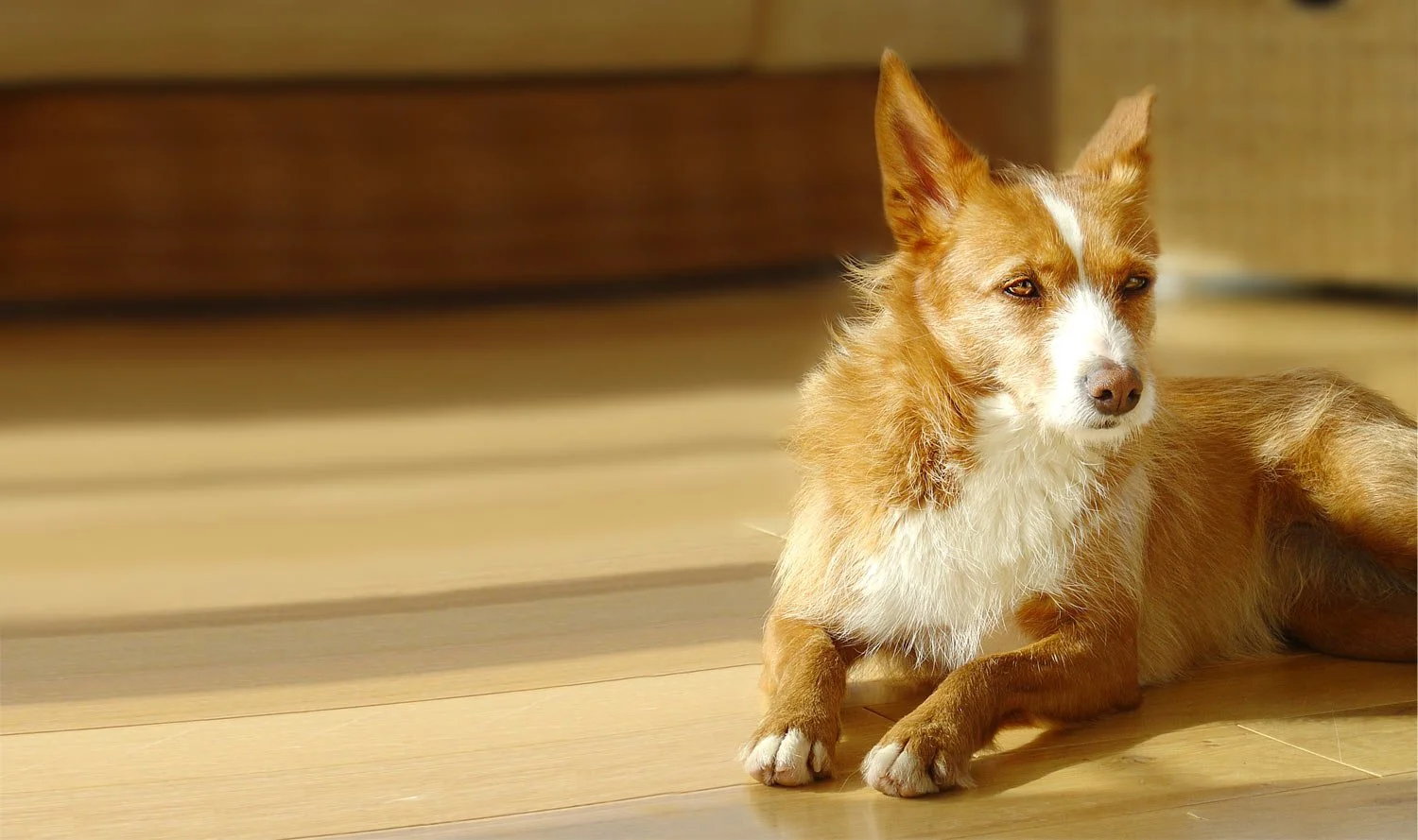 01-hundeschule-lottaleben-hundetraining-berlin-einzelberatung-fuchsroter-hund-liegt-in-sonne-auf-holzboden.jpg