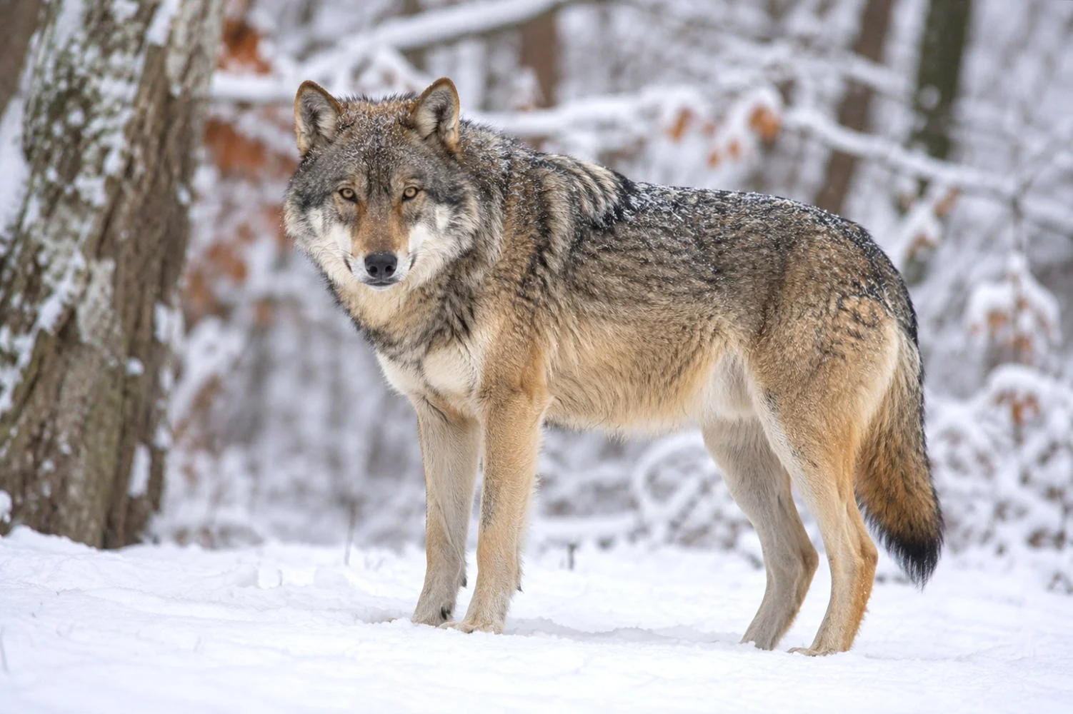 Hundeschule Lottaleben Hundetraining Europaeischer Wolf Winter