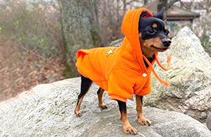 Hundeschule Lottaleben Hundetrainer Berlin Prager Rattler Toni