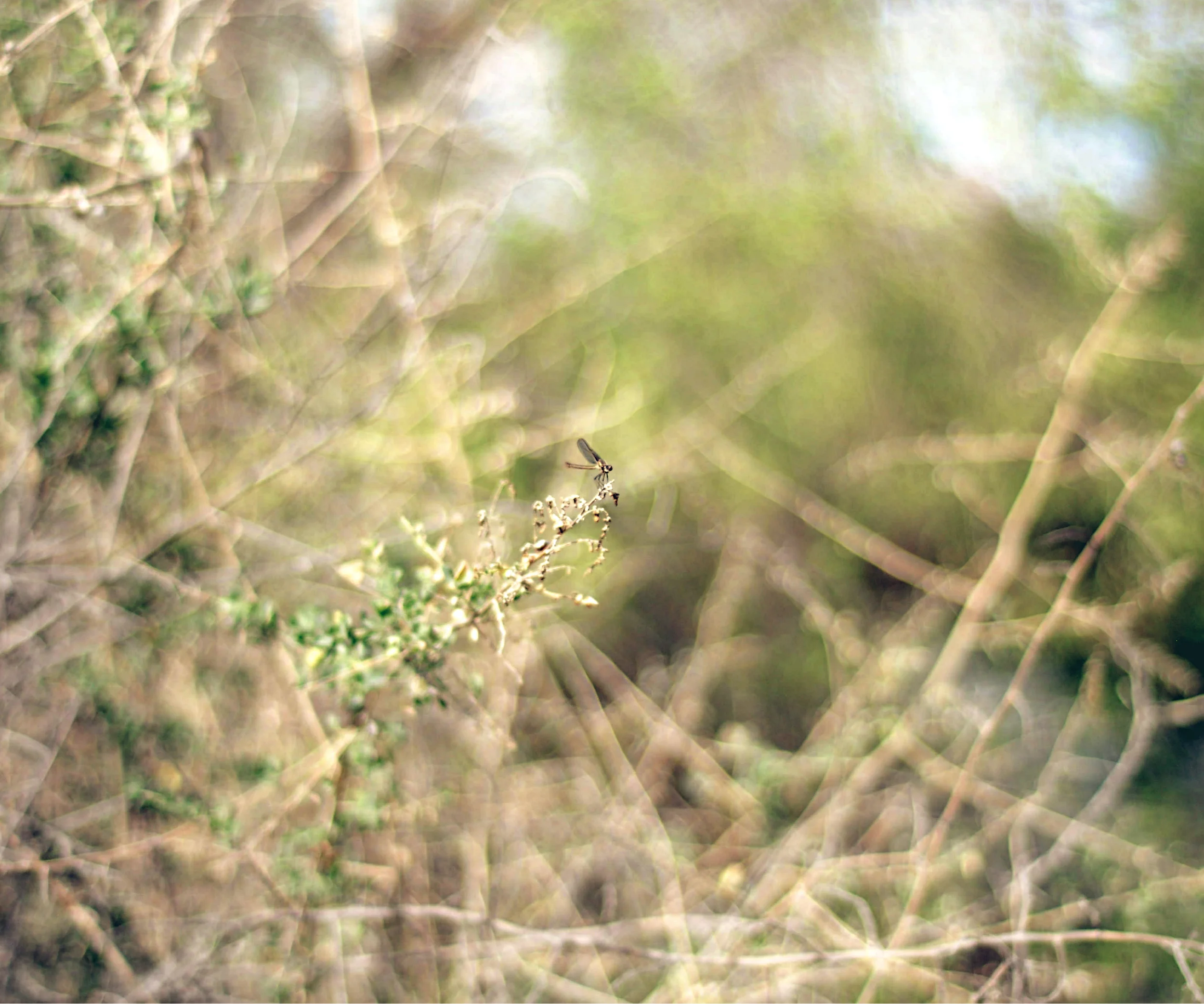 DSC_0782.JPG