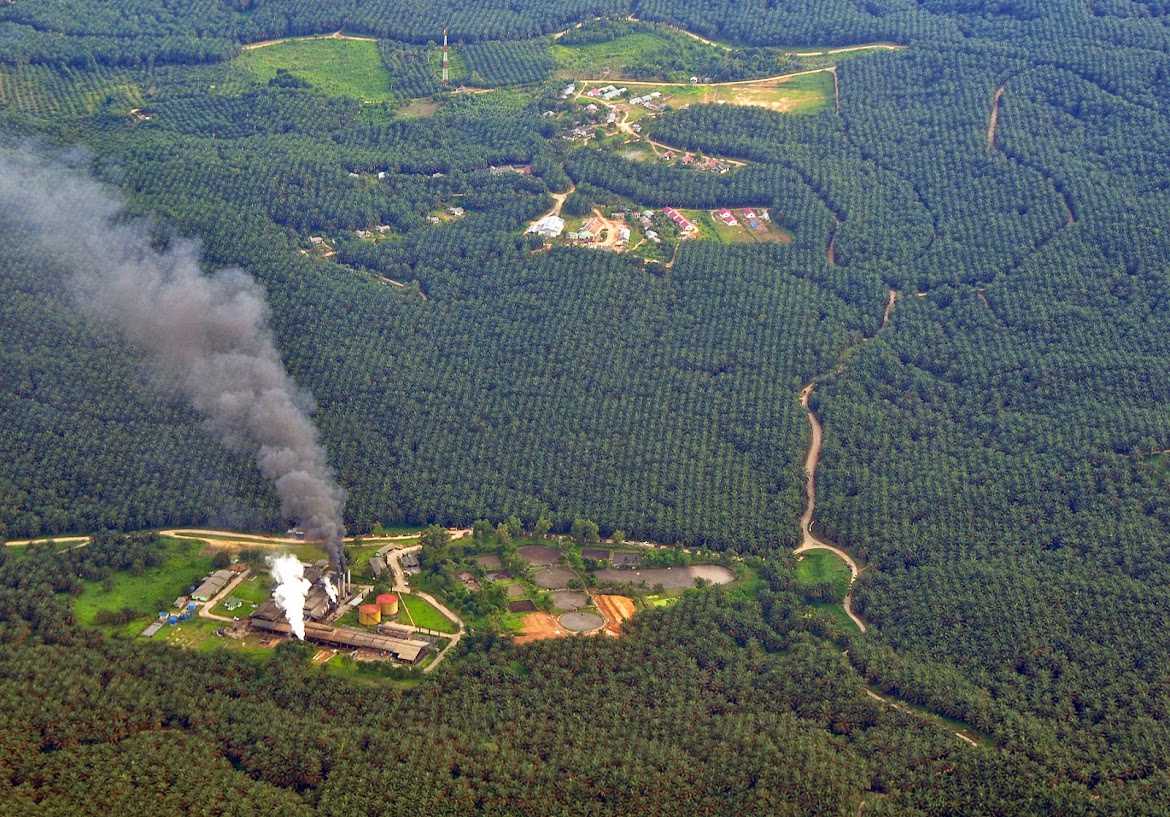 Oil palm plantation in Indonesia.