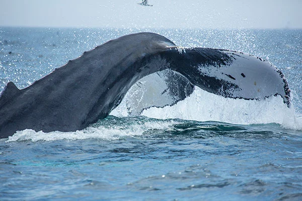 Kindergarten Whale Watch Adventure