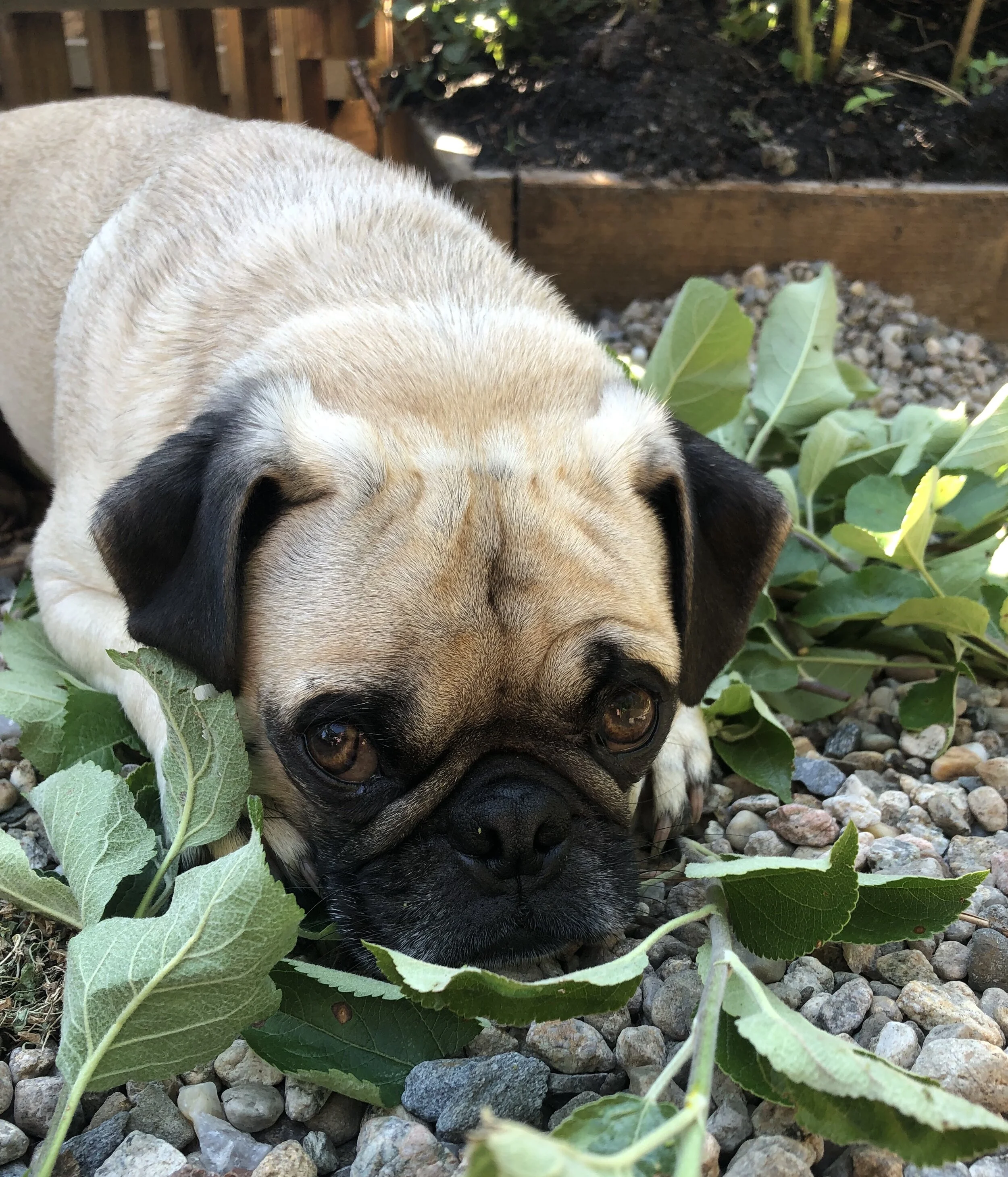 'Proof is in the Pudding' by Kate Rickard