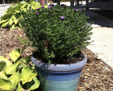 Community Clean Up Day: Volunteers Needed