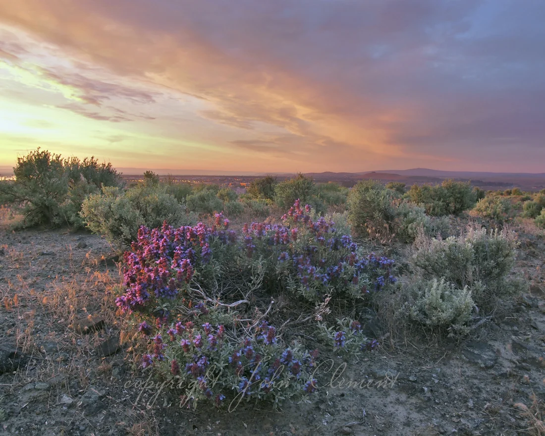 Purple Sage