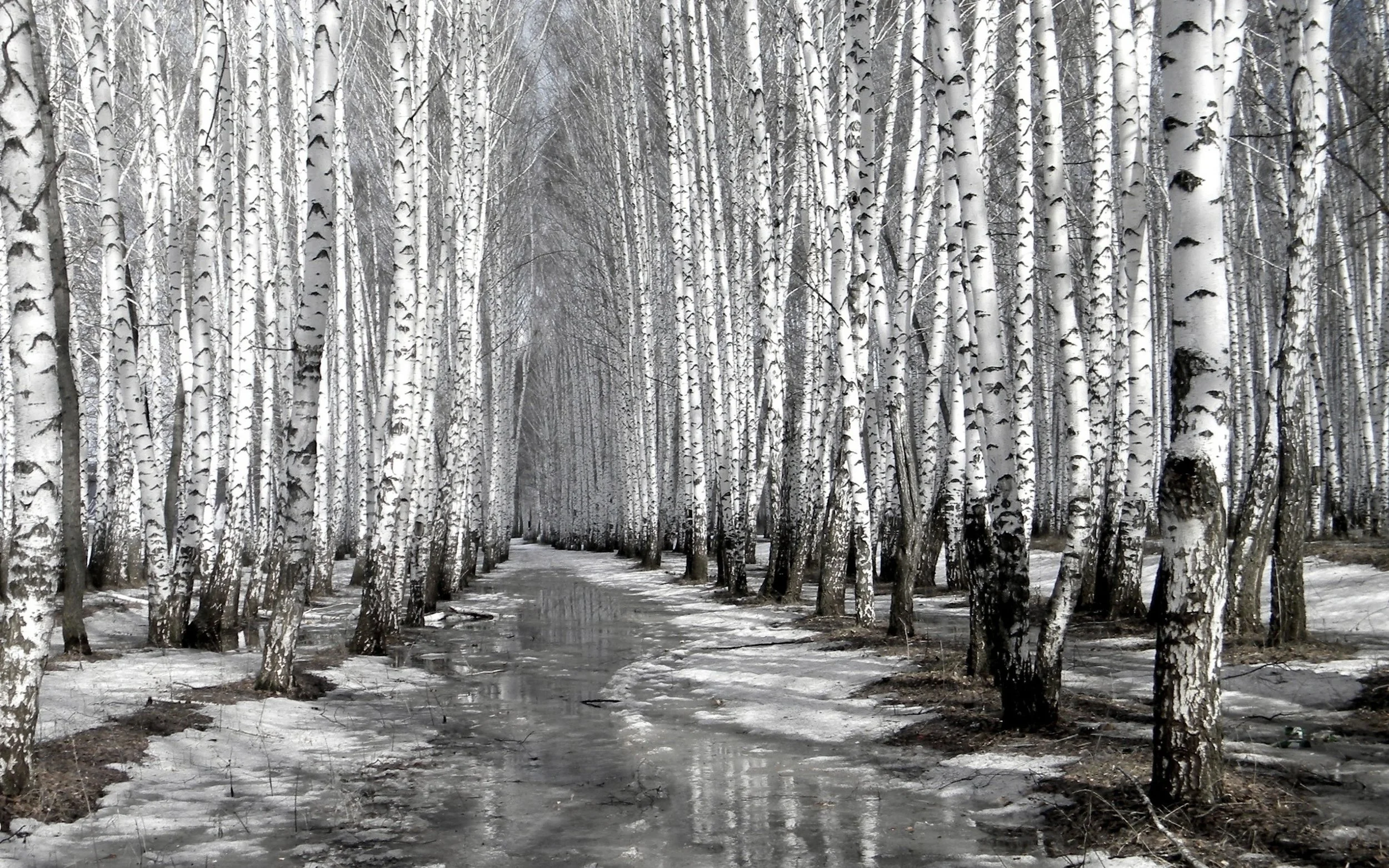 black-and-white-birch-tree-desktop-background.jpg