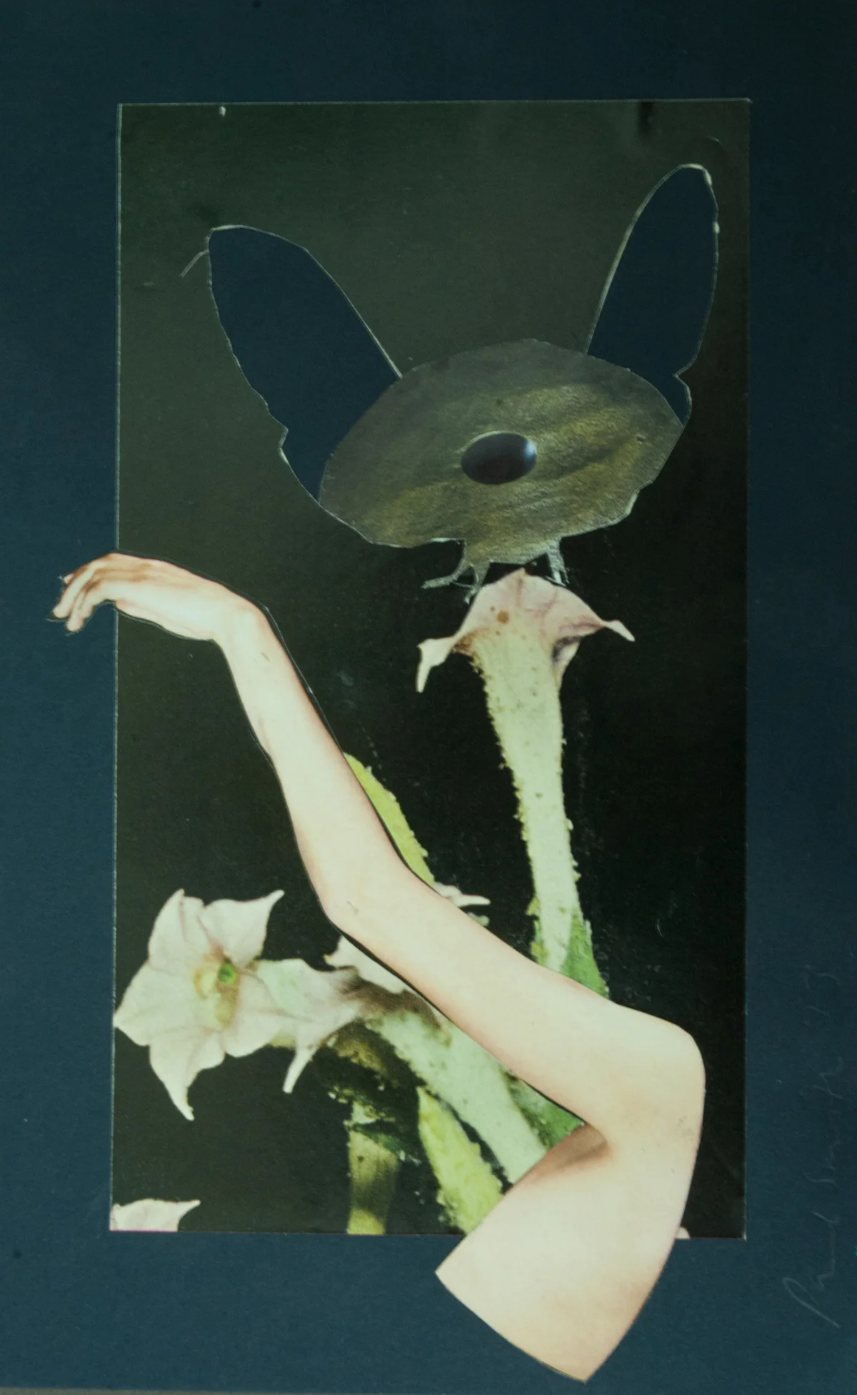 Moth-Ray-Girl