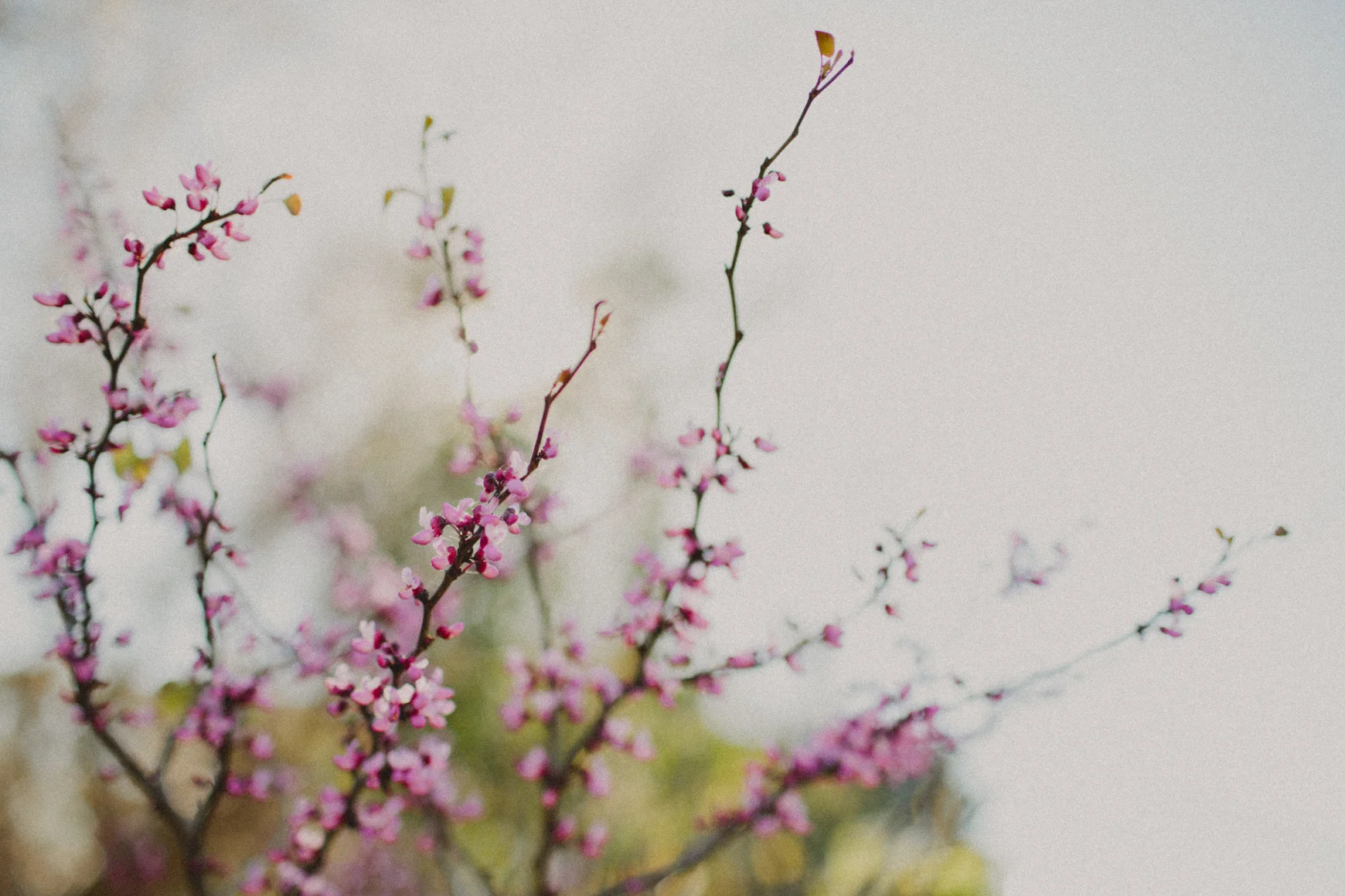 She2015 - JennMason-18