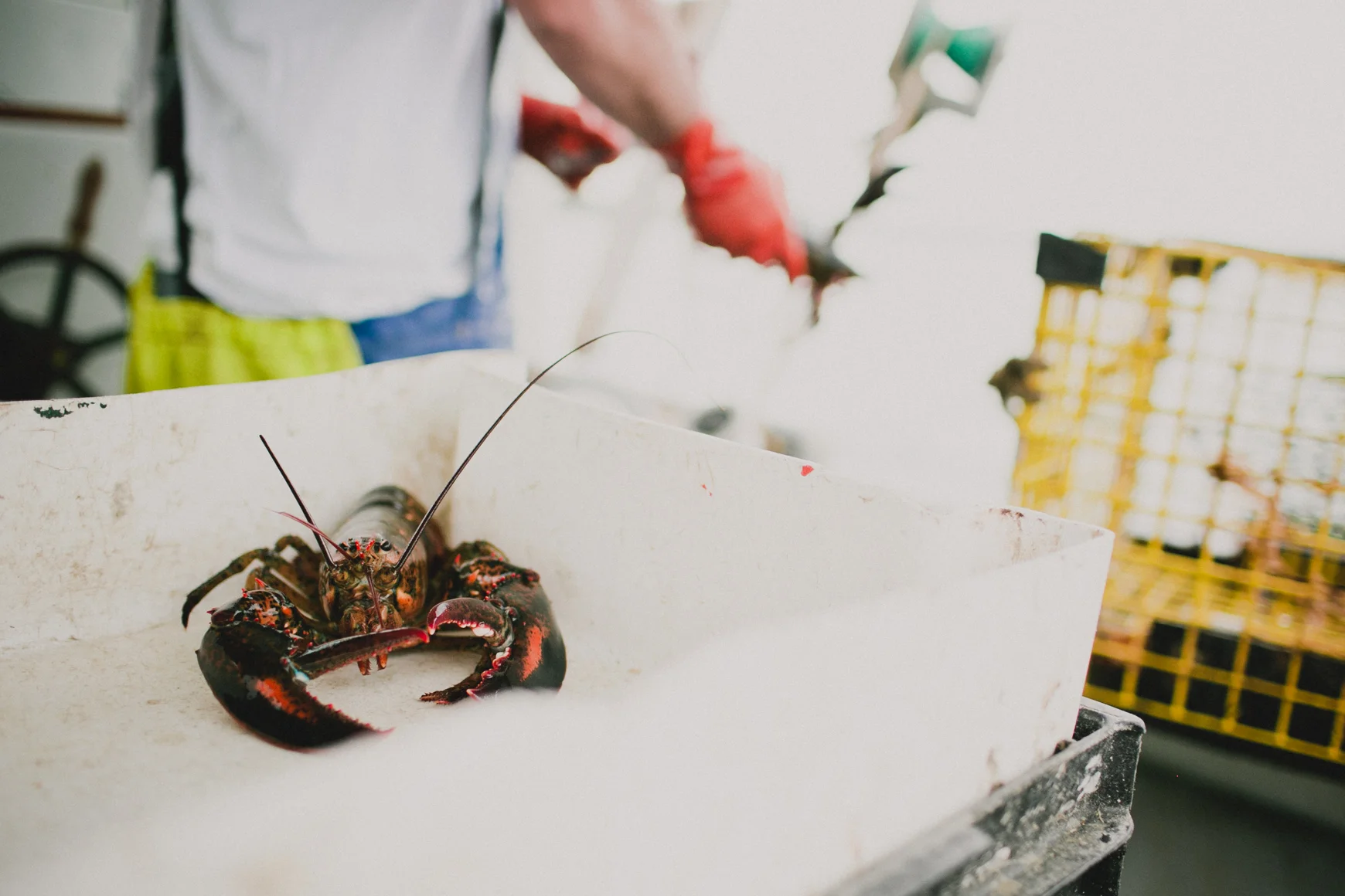 She2015-LobstahBlog-15.jpg