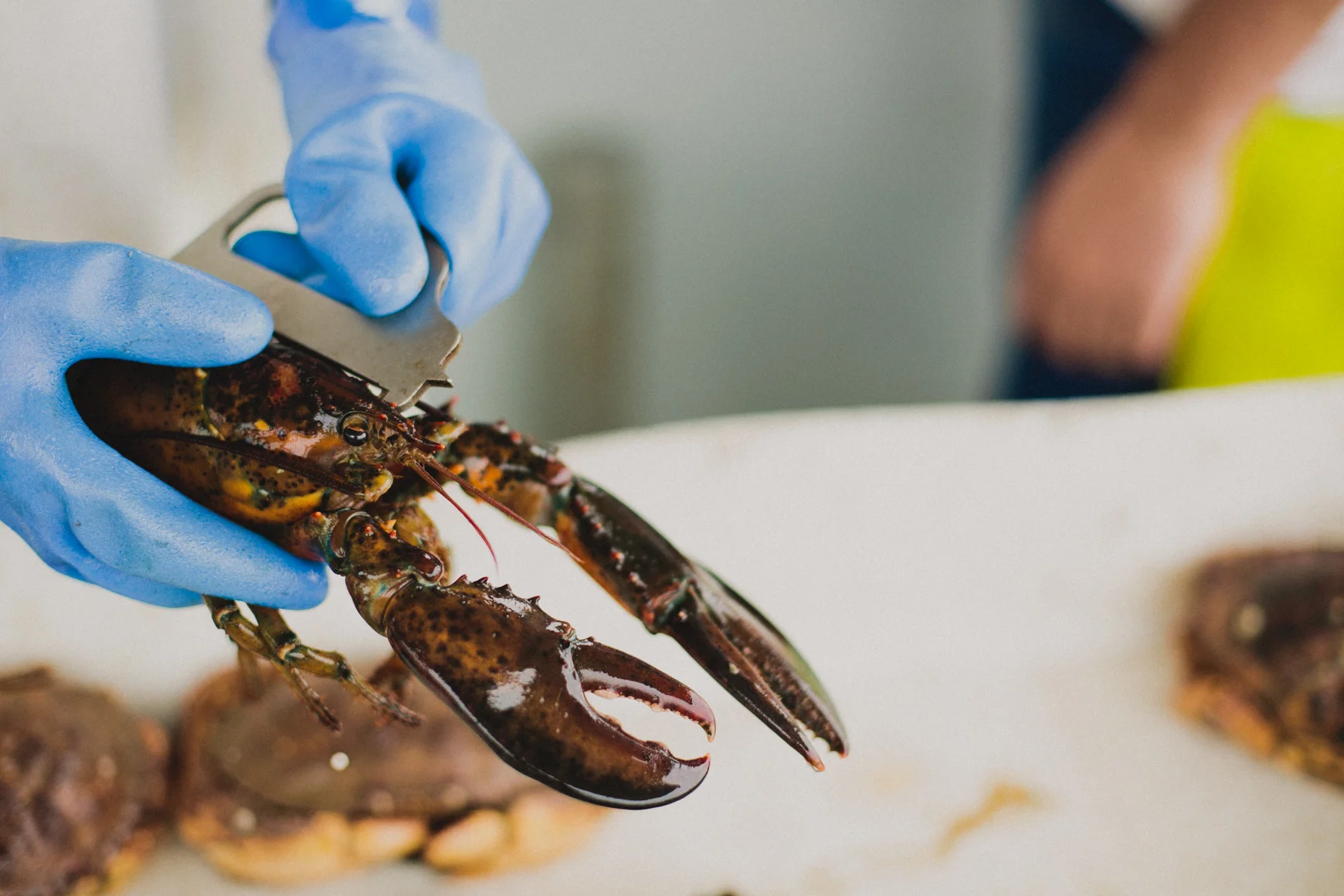 She2015-LobstahBlog-27.jpg