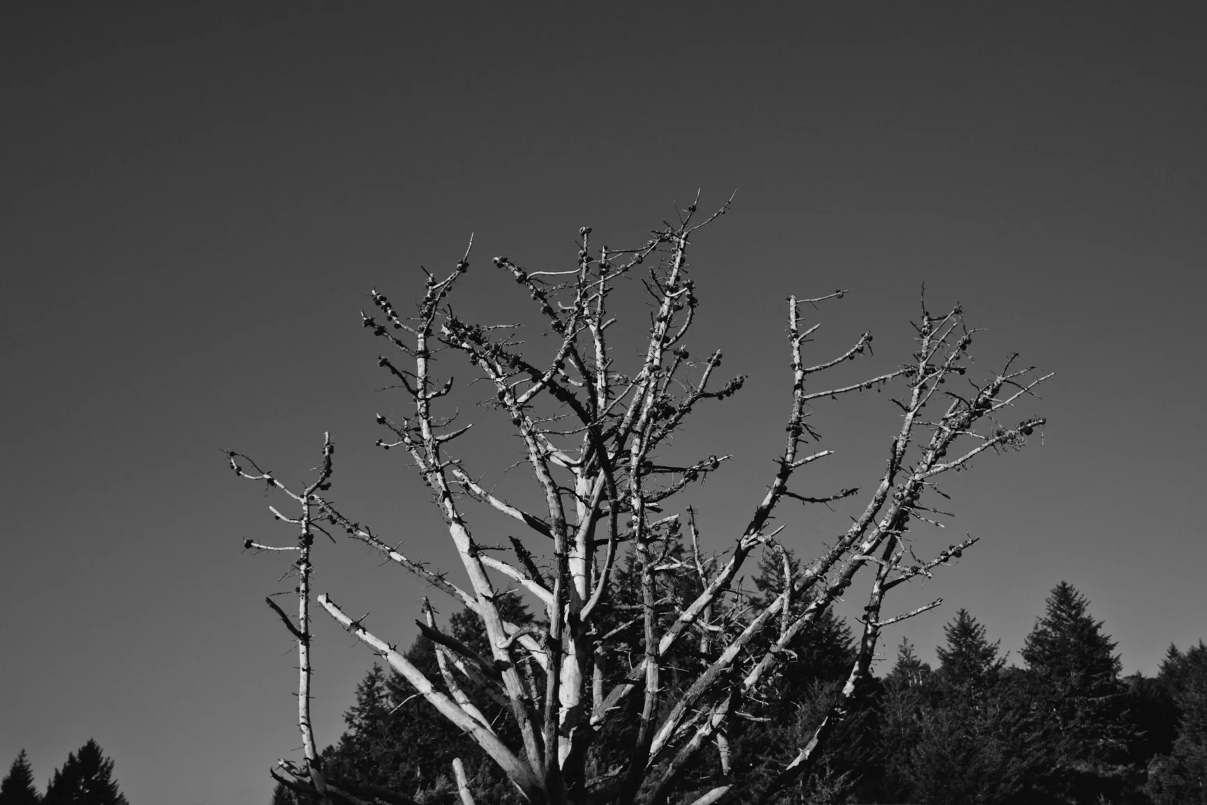 She2015-CaliforniaKurtis-10.jpg