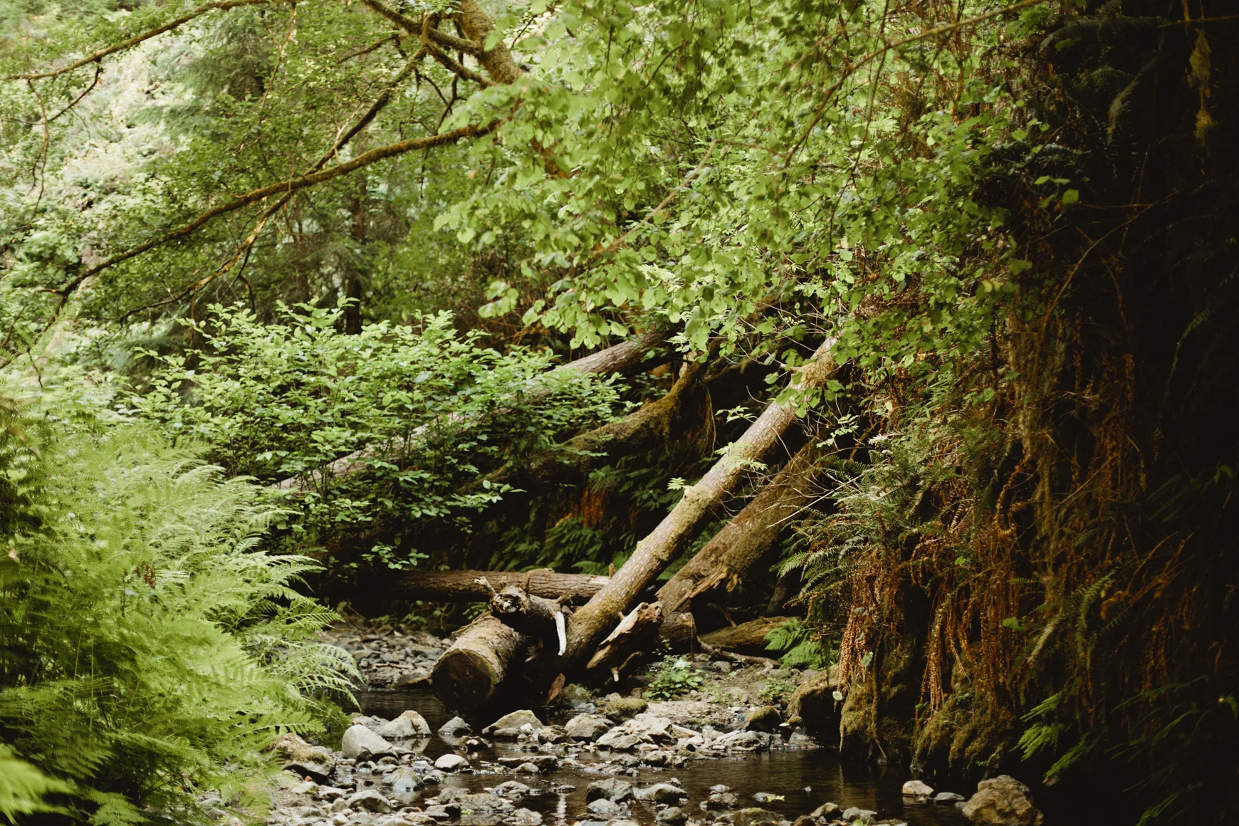 She2015-CaliforniaKurtis-61.jpg