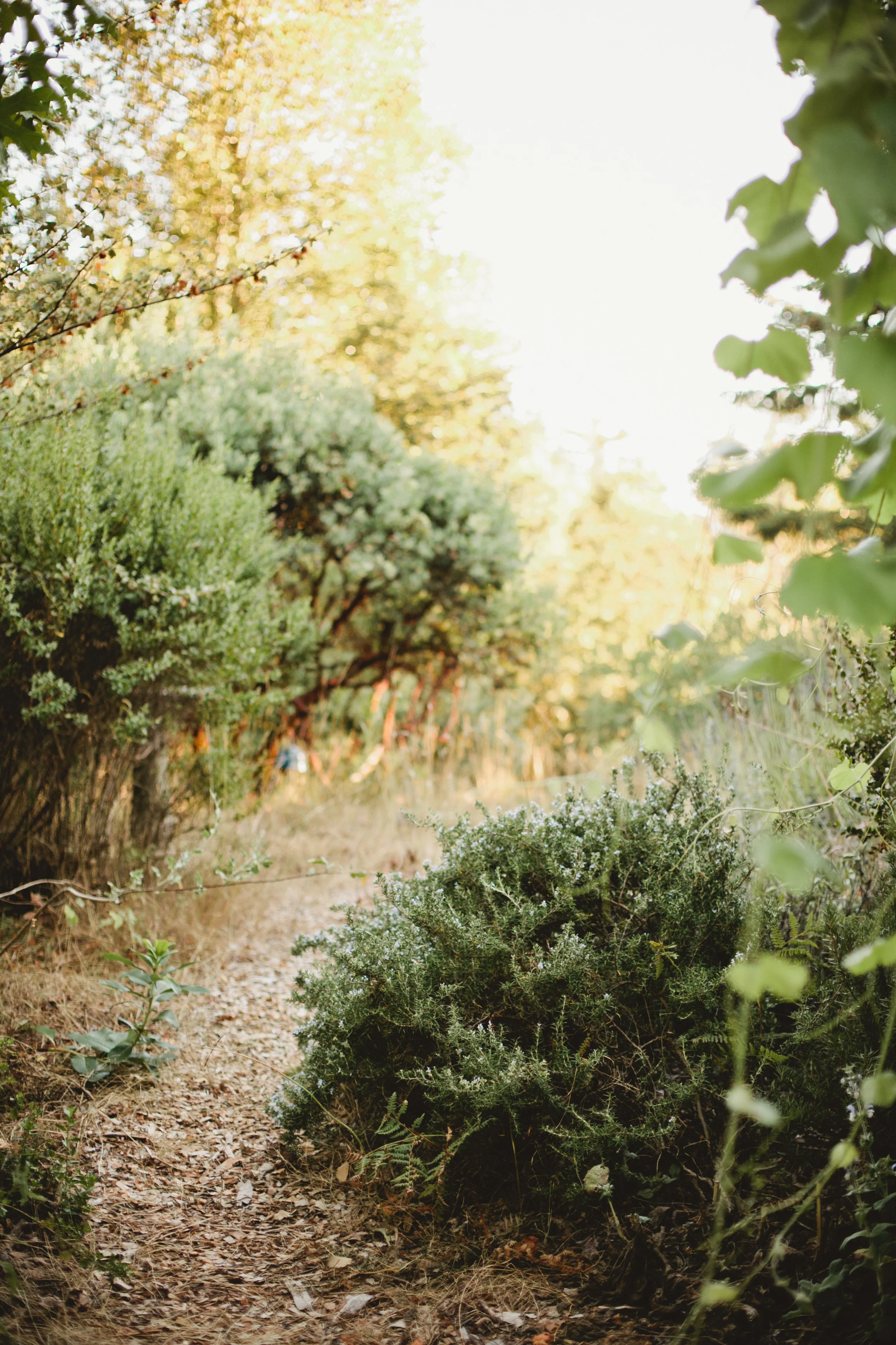She2015 - WildforestConvergence-7.jpg