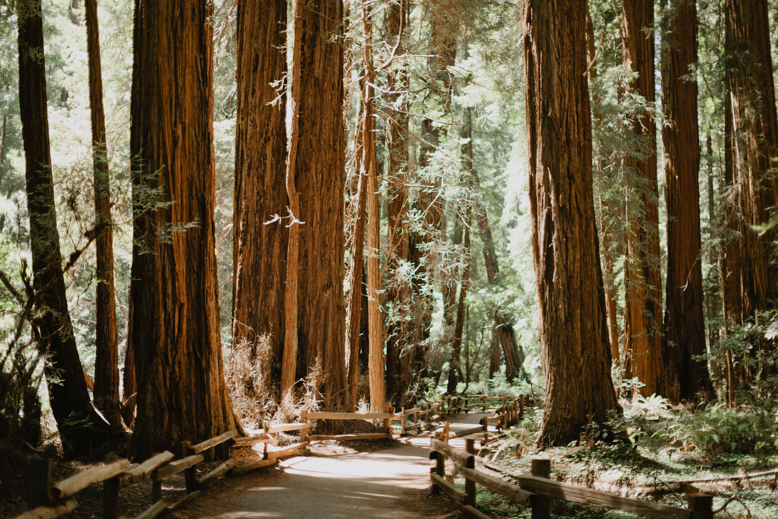 Muir Woods Wedding-1.jpg