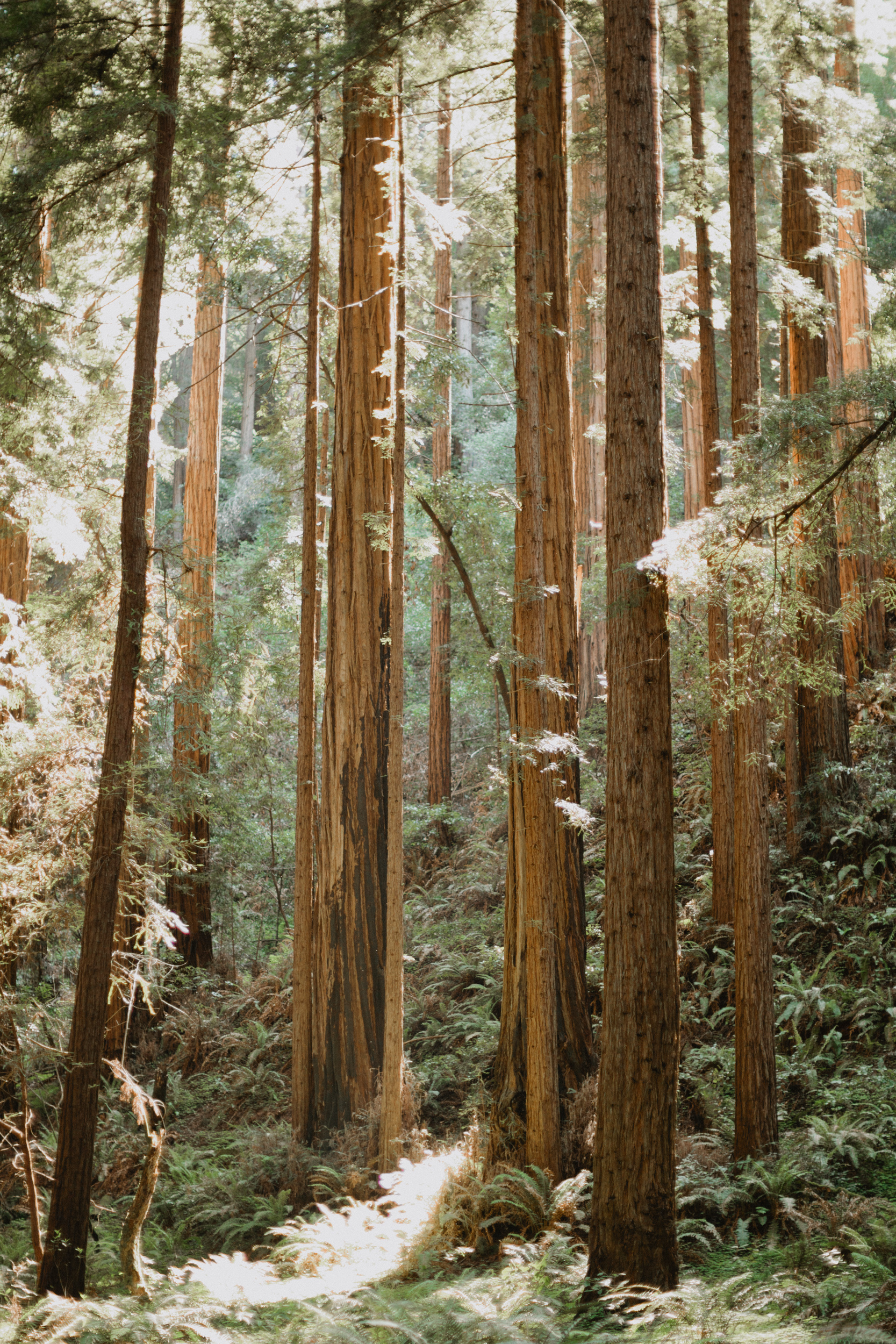 Muir Woods Wedding-3.jpg