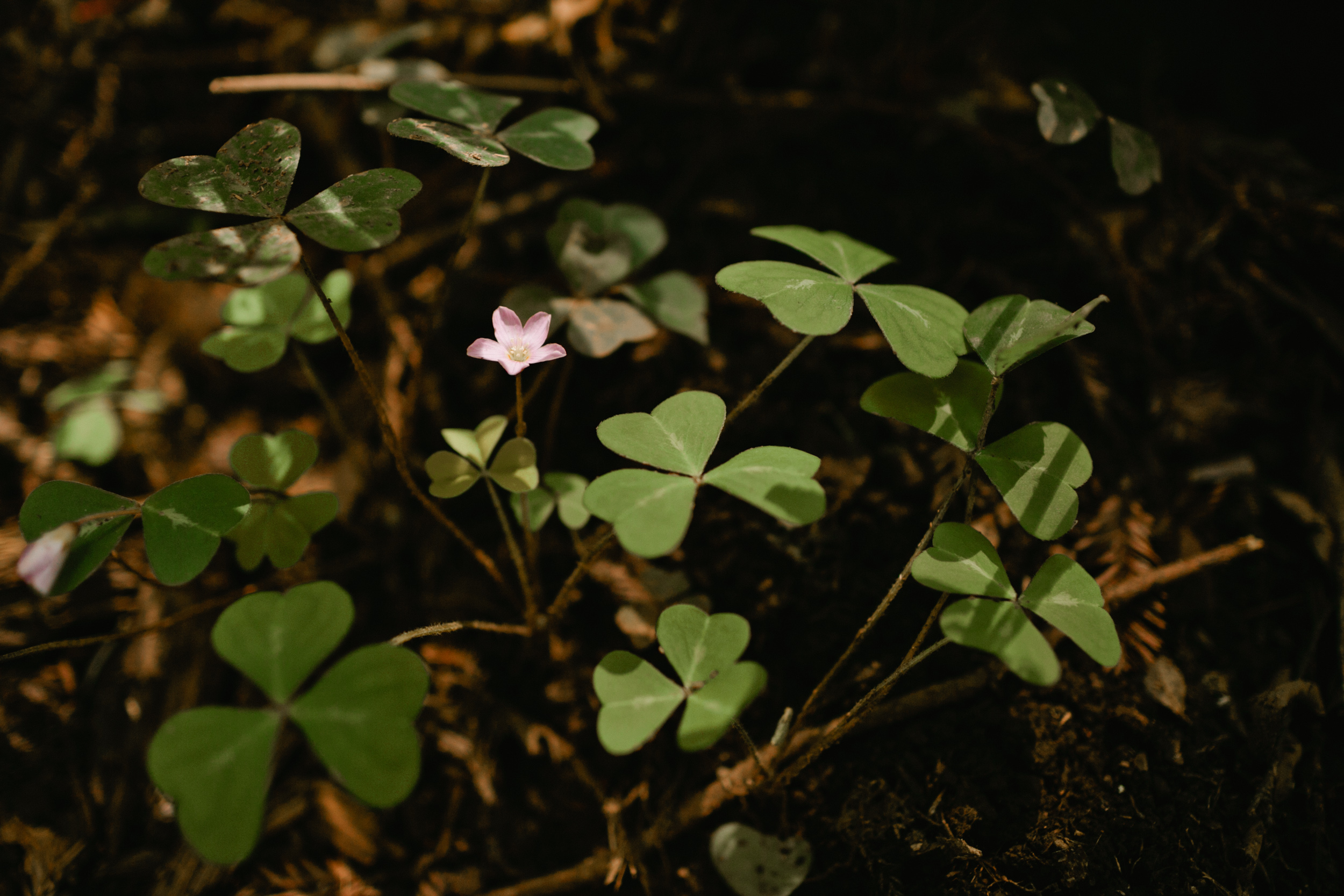 Muir Woods Wedding-50.jpg