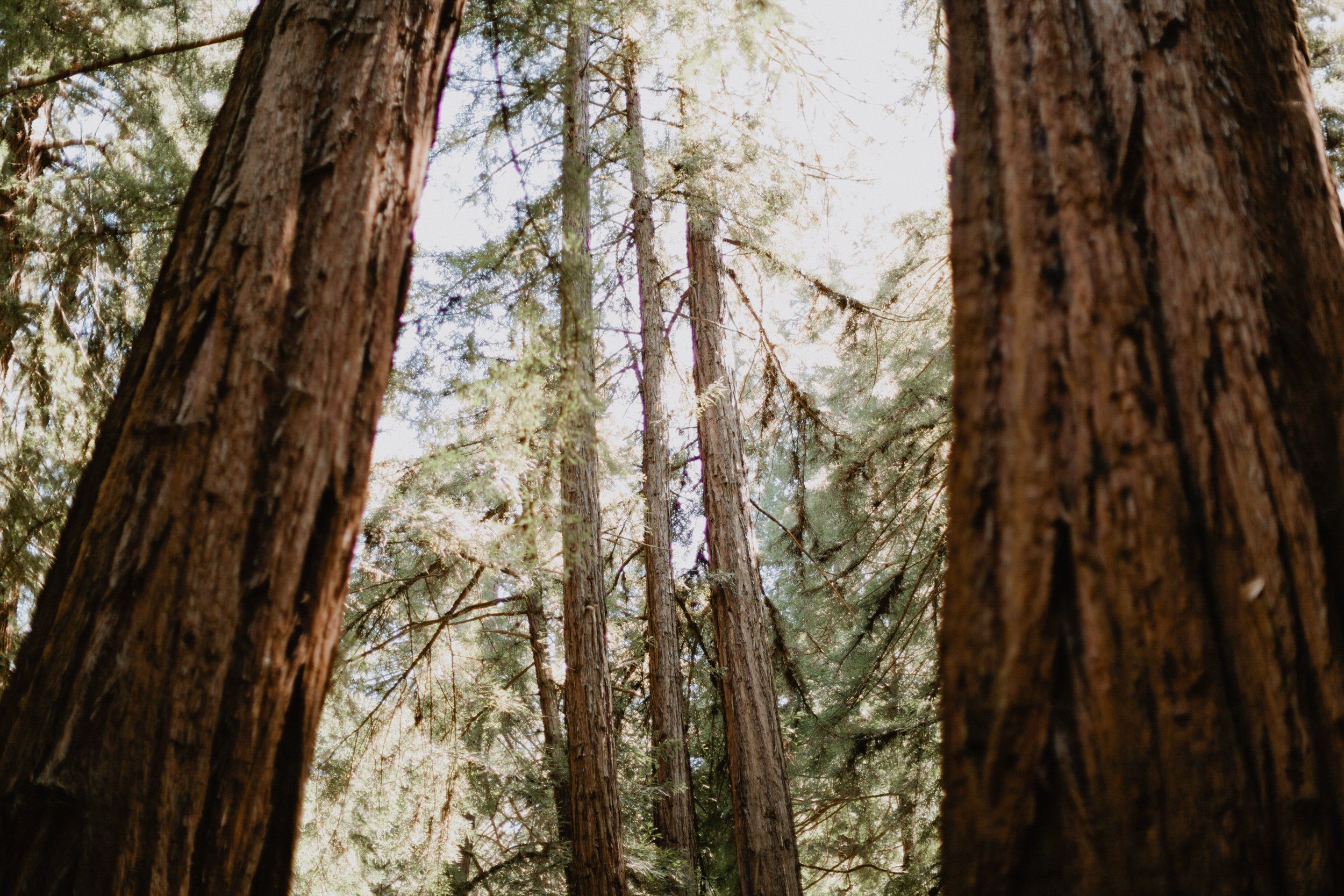 Muir Woods Wedding-51.jpg