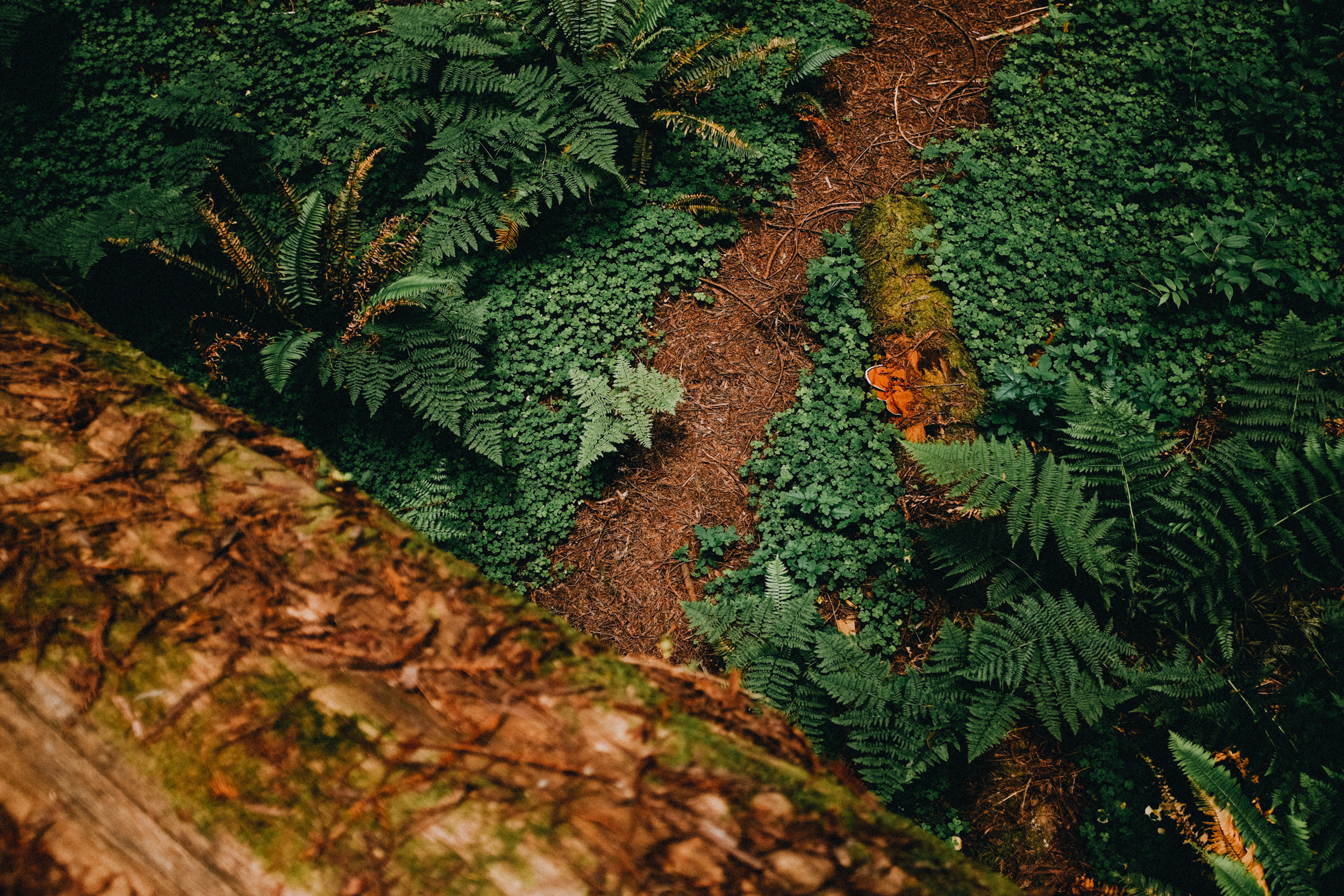 Fuji-x100t-California-127.jpg