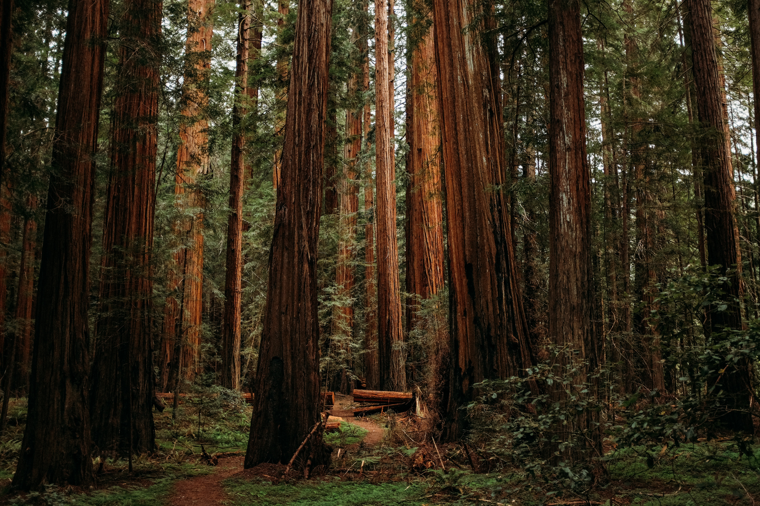 Fuji-x100t-California-135.jpg
