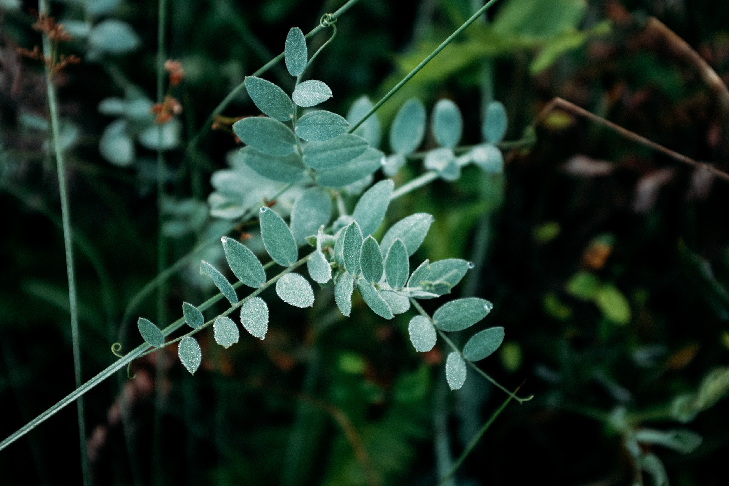 Fuji-x100t-California-151.jpg