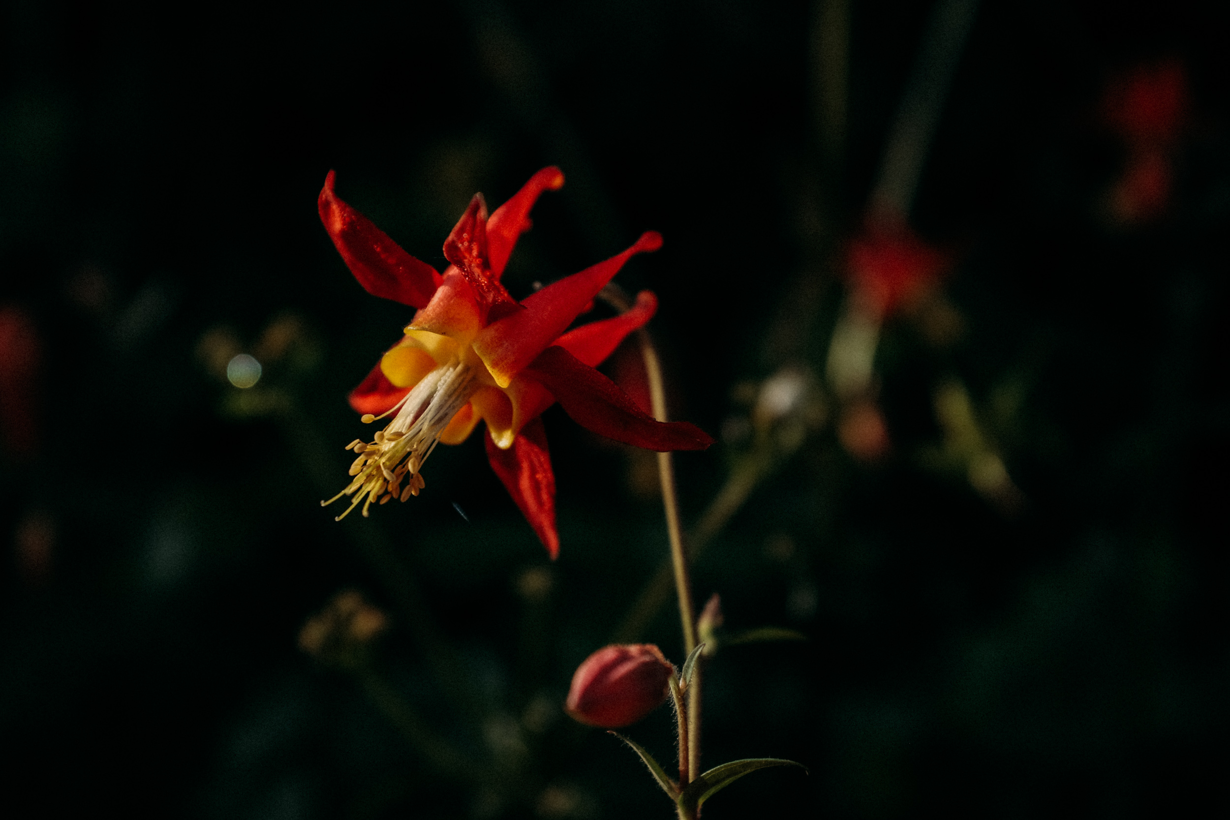 Fuji-x100t-California-157.jpg